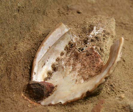 An abalone shell before excavation, with an ochre-coloured grindstone on the shell lip