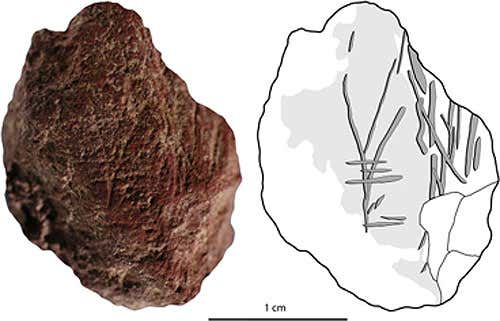 A slightly friable, weathered flake of reddish-brown coarse siltstone deliberately flaked off a larger piece of ochre. Adjacent to the striking platform, three flakes had been removed prior to the piece being struck, perhaps to assist with producing an elongated flake. Prior to this removal the dorsal surface of the flake (shown here) had been ground to produce a convex facet. Two groups of incisions, one on the centre and one close to the edge, were subsequently marked on this facet (also prior to the flake being struck). In the centre of the piece, two joining lines form a