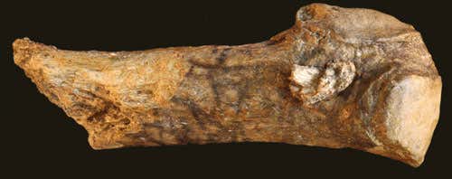 The mastodon rib with the bone weapon point fragment embedded near the end of the bone 