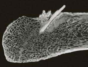 First Americans hunted mastodons 13,800 years ago