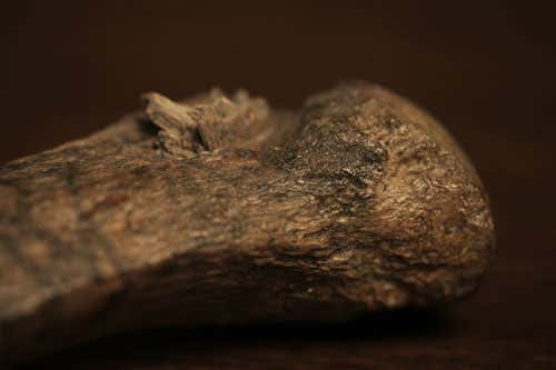 A close-up of the bone weapon point fragment embedded in the mastodon rib 