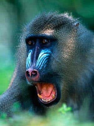 Harness viruses to make dazzling colours without dye