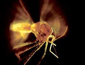 Mosquito vs raindrop match video settles urban myths