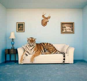 Exotic pets USA: Tigers, big bucks and organised crime