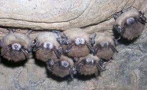 New Scientist. Science news and long reads from expert journalists, covering developments in science, technology, health and the environment on the website and the magazine.