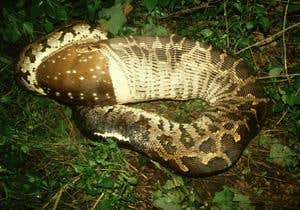 A shot of snake blood makes the heart grow