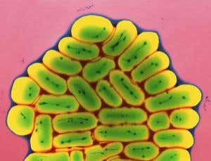 Cheatobiotics: Send in the subversive superbugs