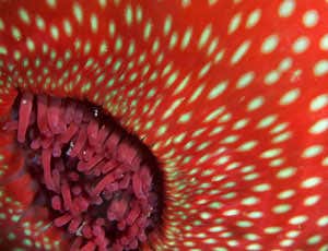 New Scientist. Science news and long reads from expert journalists, covering developments in science, technology, health and the environment on the website and the magazine.