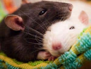 Zoned-out rats may give clue to consciousness