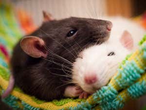 New Scientist. Science news and long reads from expert journalists, covering developments in science, technology, health and the environment on the website and the magazine.