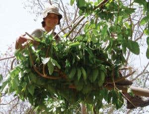 New Scientist. Science news and long reads from expert journalists, covering developments in science, technology, health and the environment on the website and the magazine.