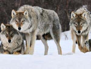Wolf packs don't need to cooperate to make a kill