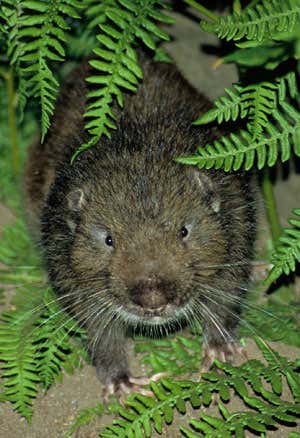 New Scientist. Science news and long reads from expert journalists, covering developments in science, technology, health and the environment on the website and the magazine.