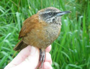 Male wren more alert to female's song than his own