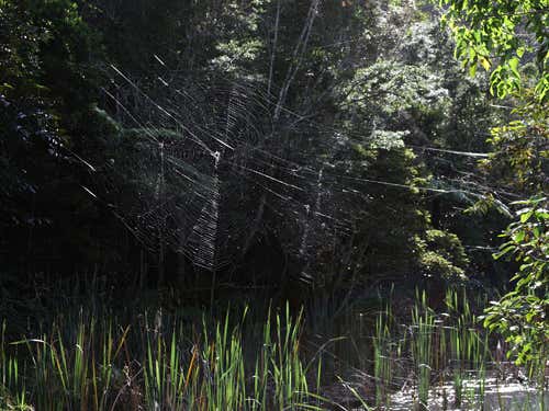 Zoologger: The biggest spider web in the world