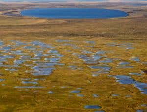 Thawing microbes could control the climate