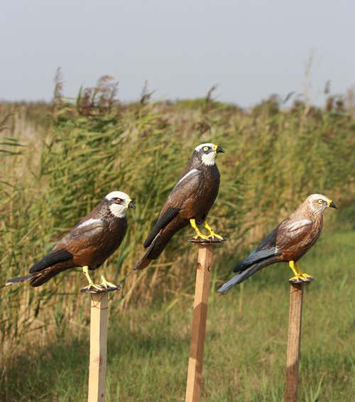 Marsh harrier decoys