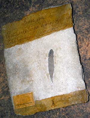 New Scientist. Science news and long reads from expert journalists, covering developments in science, technology, health and the environment on the website and the magazine.