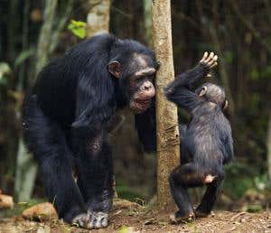 Baby apes' arm waving hints at origins of language