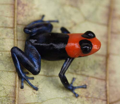 New Scientist. Science news and long reads from expert journalists, covering developments in science, technology, health and the environment on the website and the magazine.