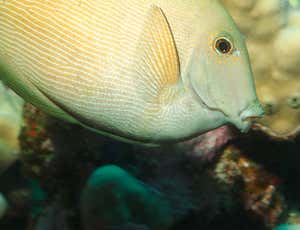 Fin massage relieves stress in surgeonfish