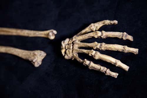 Skeleton of ancient human relative may yield skin