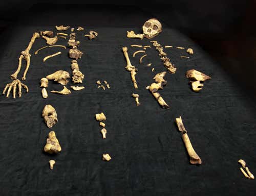 Skeleton of ancient human relative may yield skin