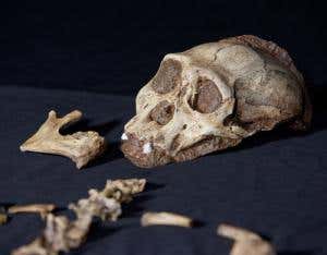 Skeleton of ancient human relative may yield skin