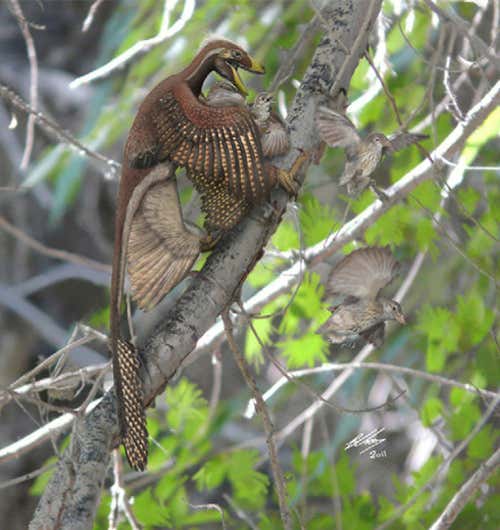 First evidence that dinosaurs ate birds