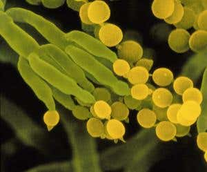 New Scientist. Science news and long reads from expert journalists, covering developments in science, technology, health and the environment on the website and the magazine.