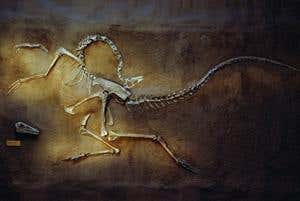 Watery secret of the dinosaur death pose