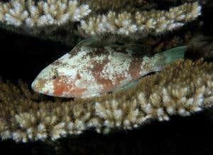 Deep sea fishing for tuna began 42,000 years ago