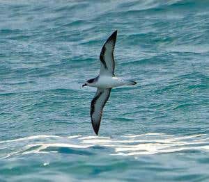 Zoologger: 'Werewolf birds' hook up by the full moon