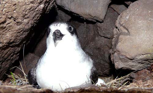 A Barau's petrel in its burrow
