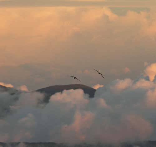 Barau's petrels over Reunion Island