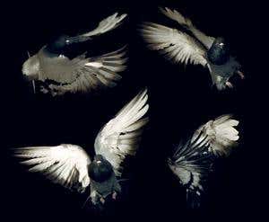 Pigeons are more living helicopters than flying rats