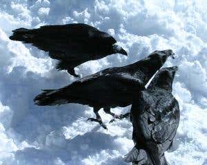 New Scientist. Science news and long reads from expert journalists, covering developments in science, technology, health and the environment on the website and the magazine.