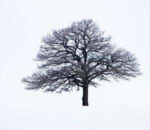 Da Vinci code for trees provides wind protection