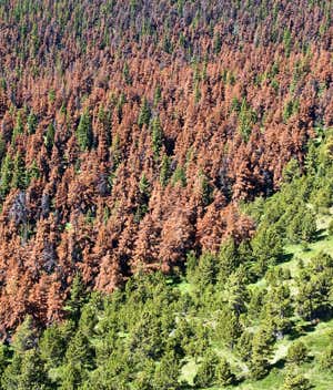 The beetle plague devastating North America's forests