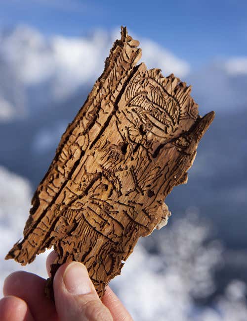 As the beetles etch out intricate patterns, they slowly kill the tree 