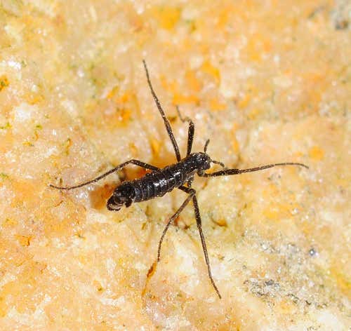 Zoologger: Chill out with the world's coldest insect