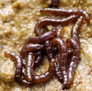 Zoologger: Chill out with the world's coldest insect