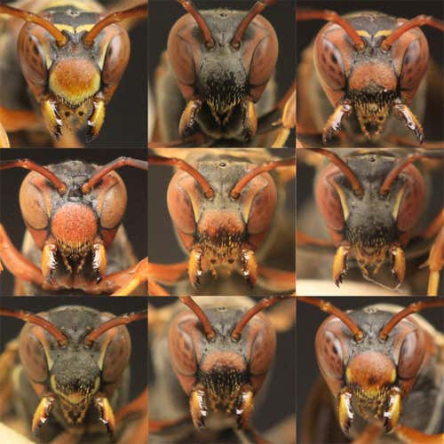 Polistes fuscatus paper wasps use their unique facial patterns to recognise other wasps