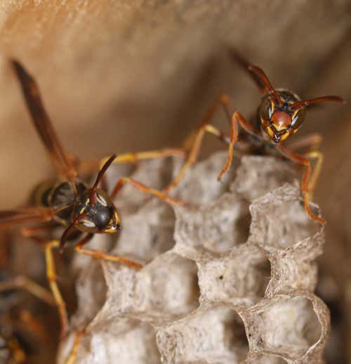 Polistes fuscatus paper wasps recognise their female nestmates by their unique facial patterns
