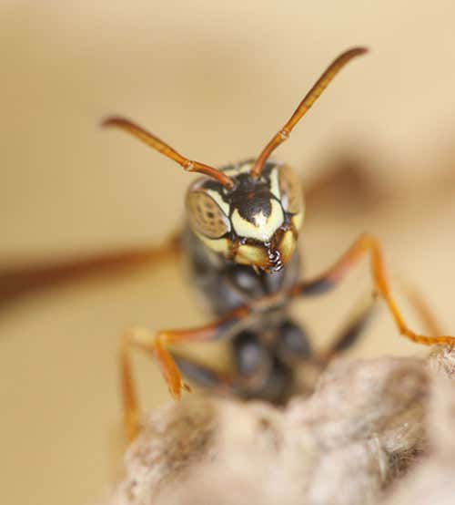 Female Polistes fuscatus paper wasps have unique faces that are used for individual recognition
