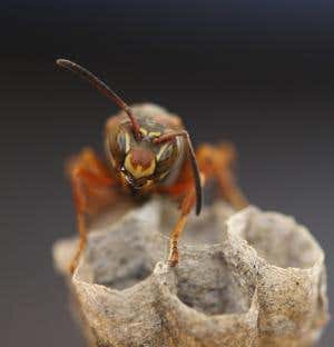 Why some wasps are good with faces – and others aren't
