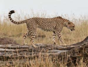 Gorgeous predators pictured in the wild