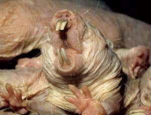 New Scientist. Science news and long reads from expert journalists, covering developments in science, technology, health and the environment on the website and the magazine.