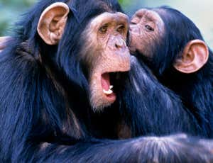 New Scientist. Science news and long reads from expert journalists, covering developments in science, technology, health and the environment on the website and the magazine.