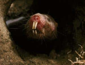 Why naked mole rats feel no pain from acid